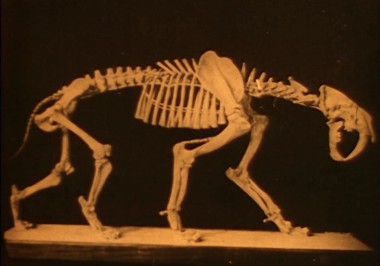 From the Belly of the Earth saber tooth tiger skeleton smaller